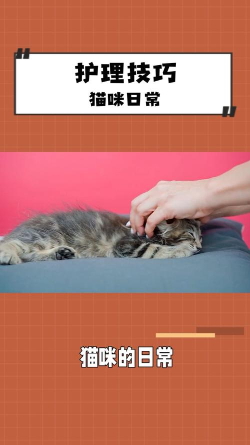 猫咪日常护理,猫咪日常护理技巧