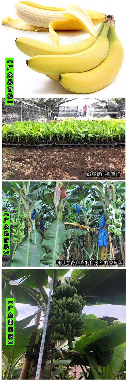 详细阅读:香蕉种植,香蕉种植方法全过程 香蕉种植,香蕉种植方法全过程