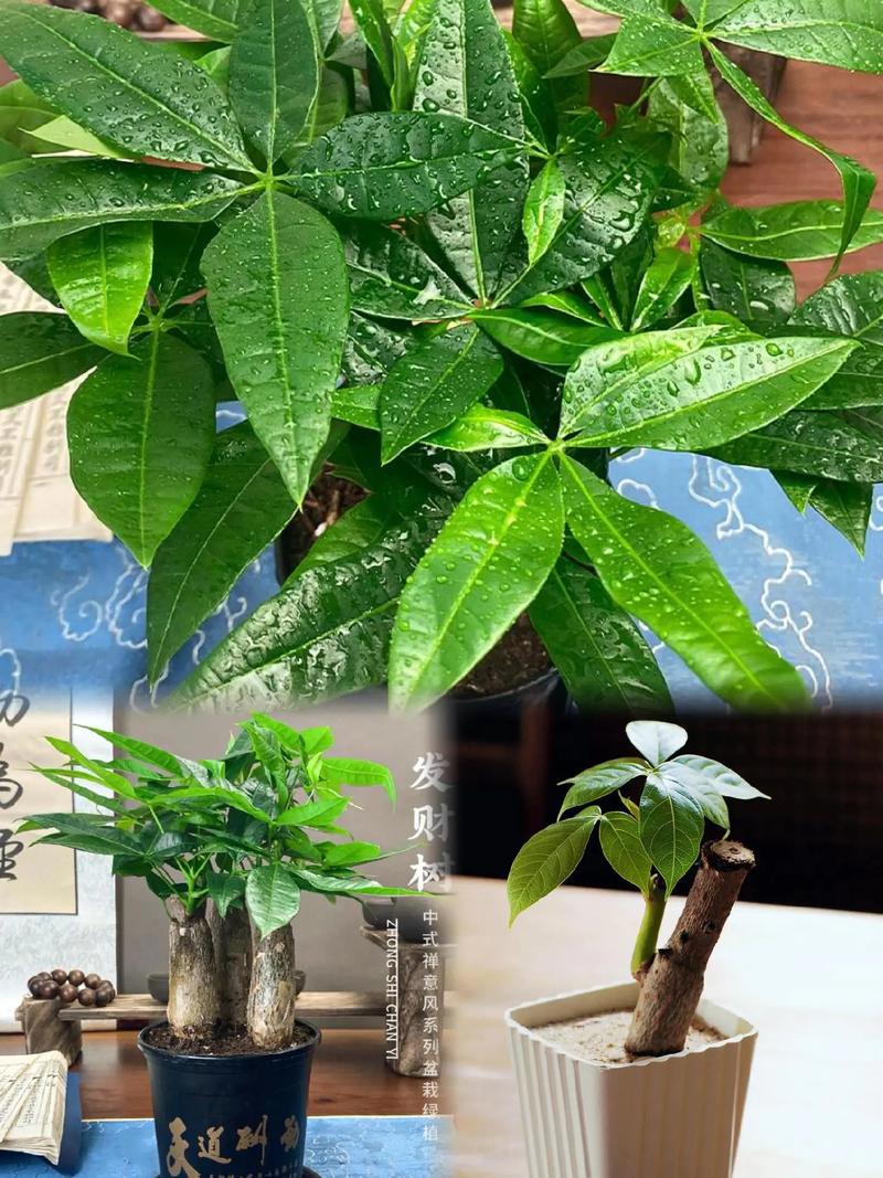 发财树养护,发财树养护方法及注意事项