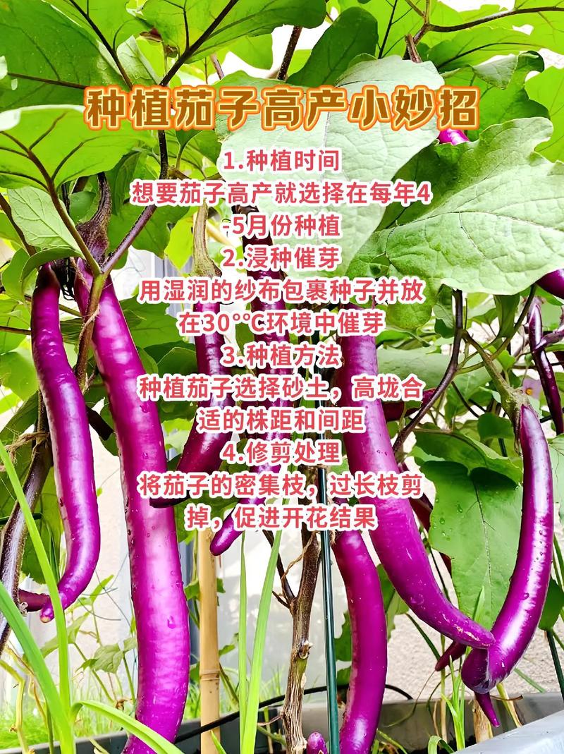 茄子,茄子的营养价值与功效