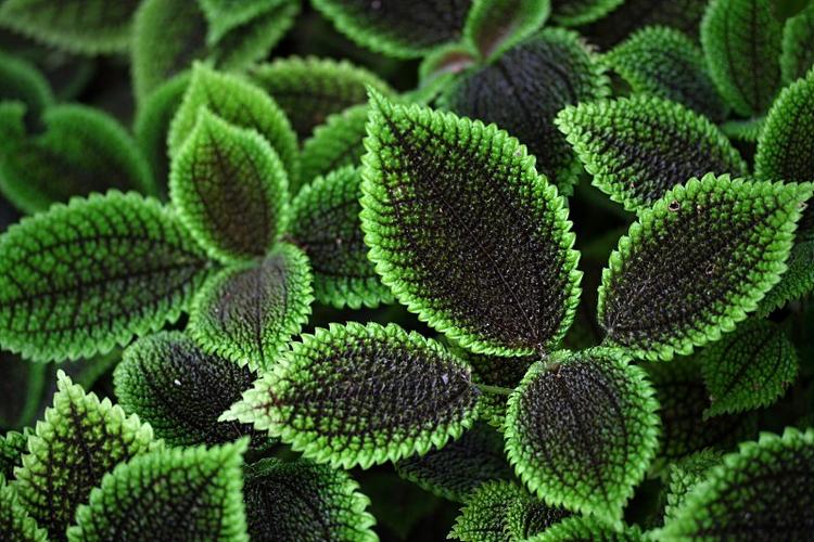 绿色植物,绿色植物图片