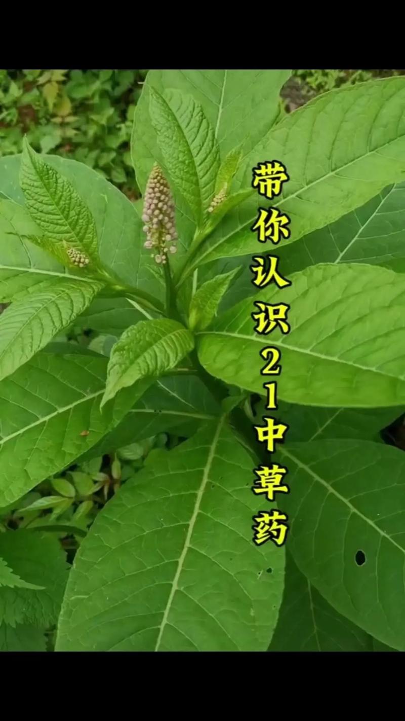 草药,草药大全图片与作用